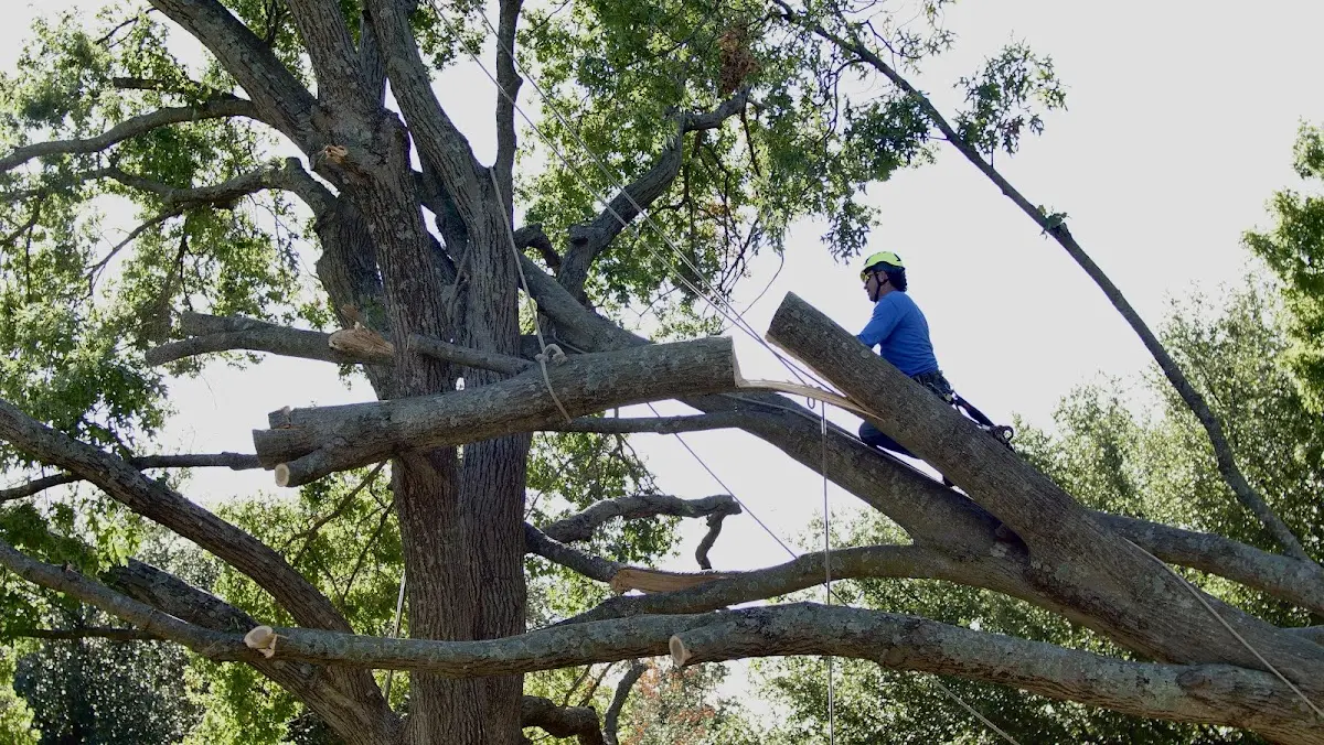 Professional Hazardous Tree Removal performed by certified arborists in Doland