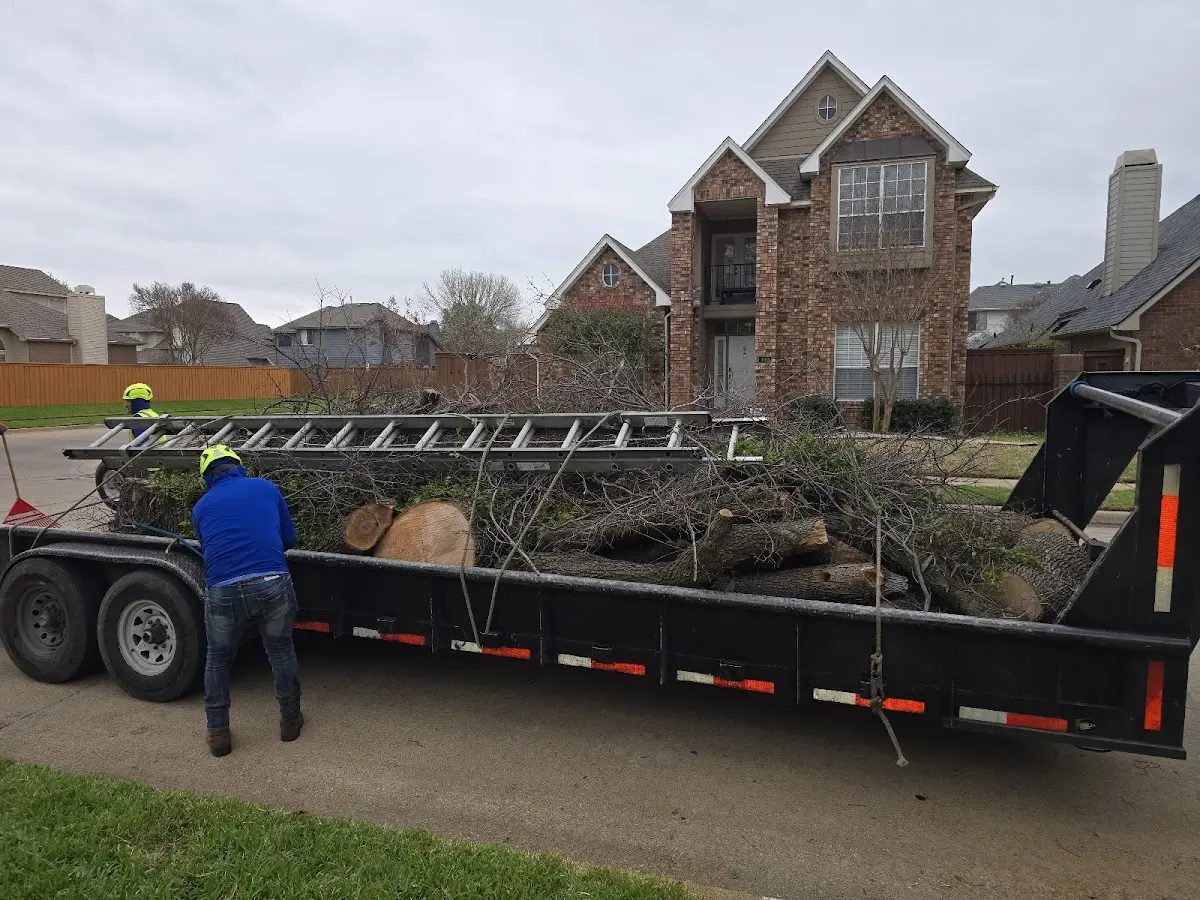 Expert Tree Removal with proper safety equipment in Doland